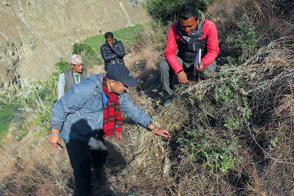 dead forests in the Himalayas