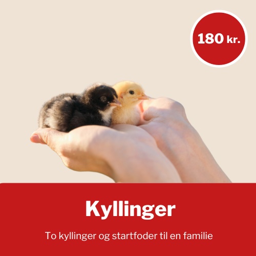 Kyllinger Doner to kyllinger og startfoder til en familie - pris 180 kr.